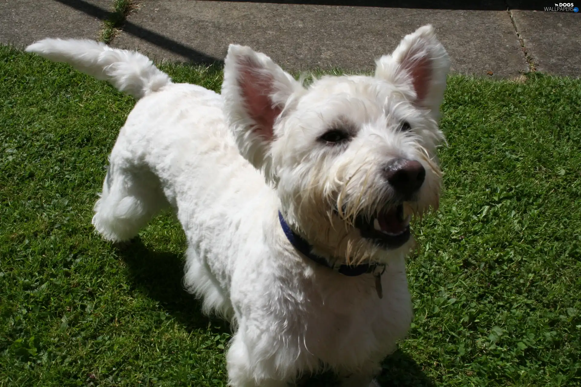 Green, grass, West Highland White Terrier