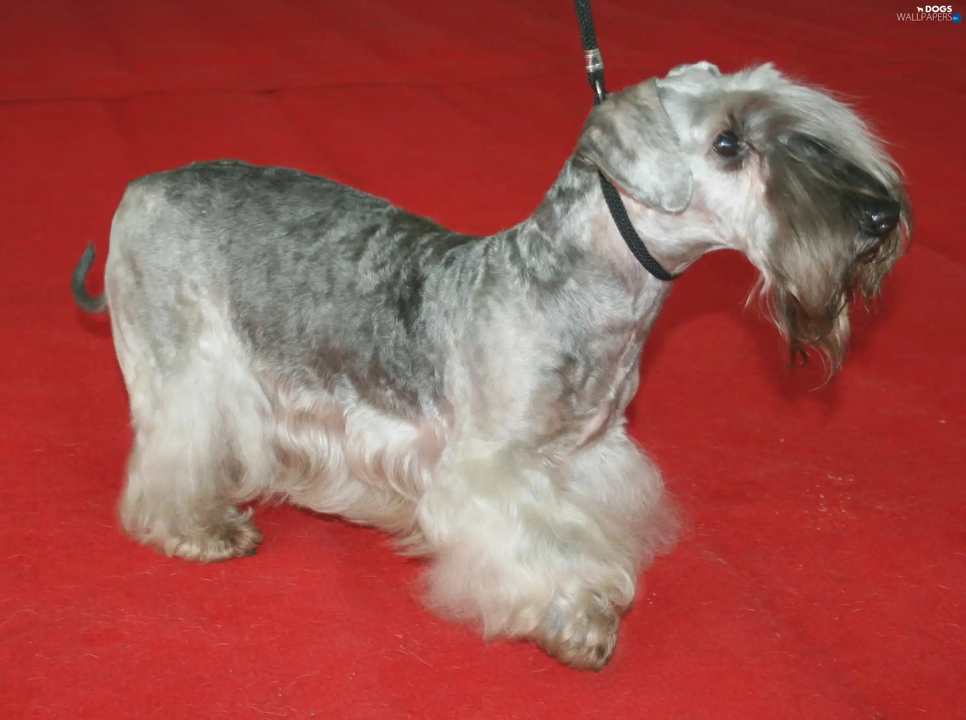 Grey, coat, Czech terrier