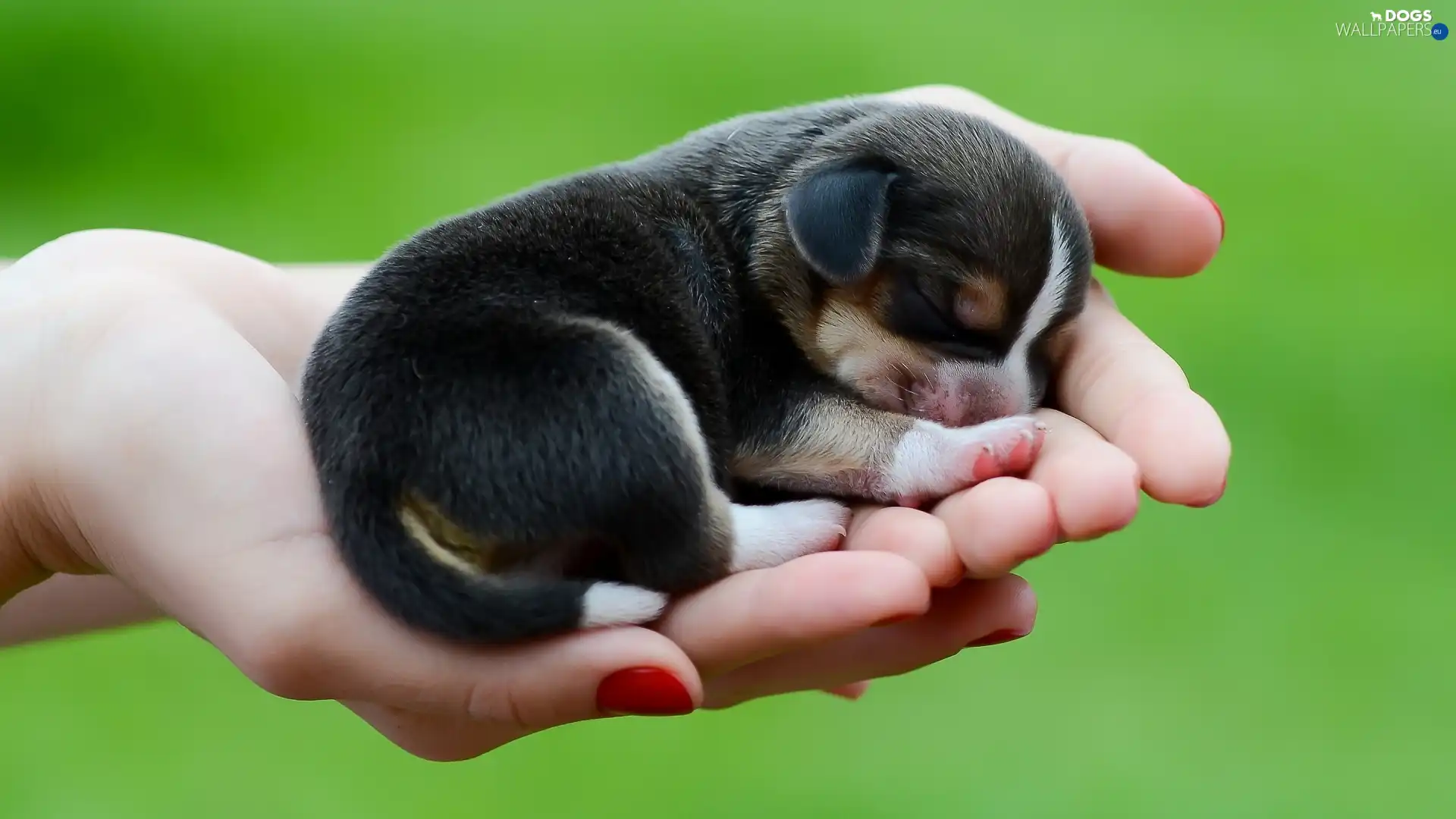 doggy, hands, small