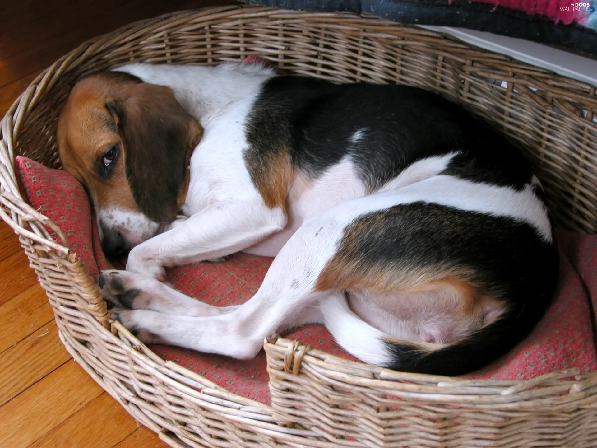 haunt, Beagle