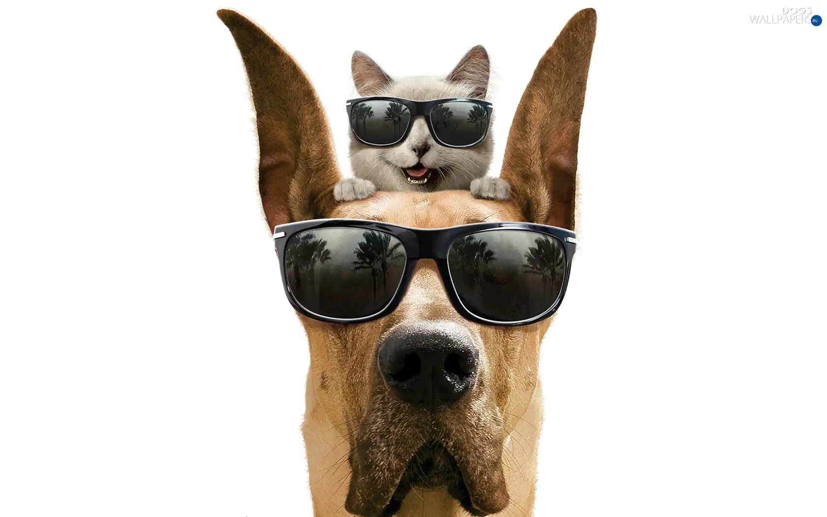 Head, Glasses, cat, dog