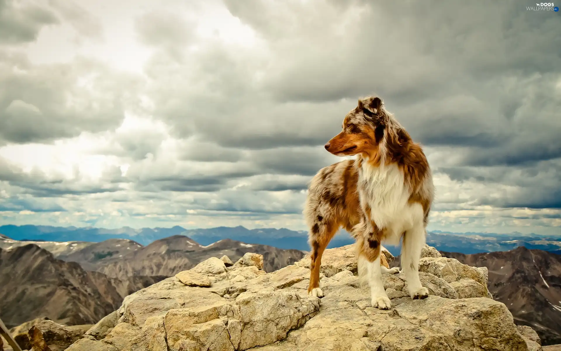 Herding Dog, Australian, Mountains, Sky