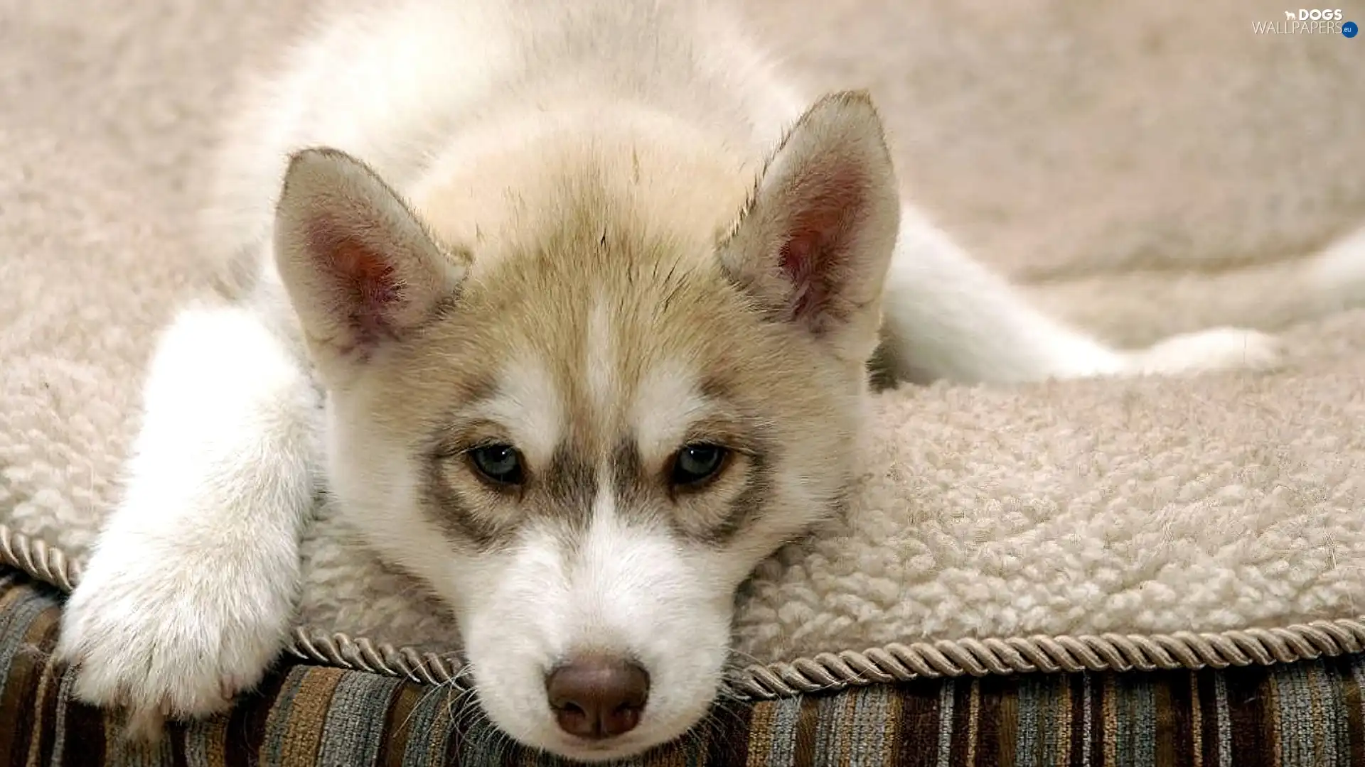 Husky, Puppy, Blanket, lying