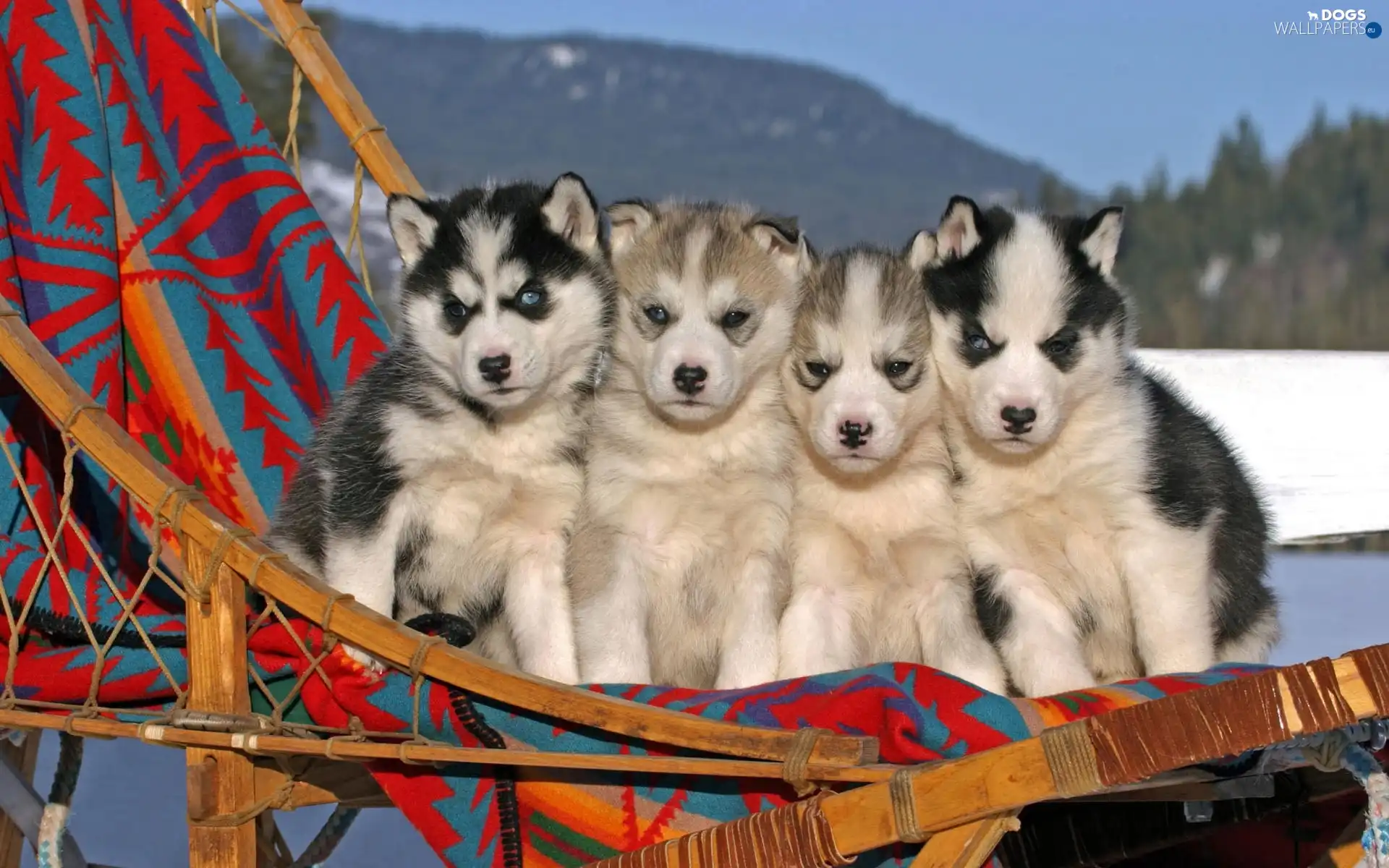 Husky, hammock chair, four, Puppies