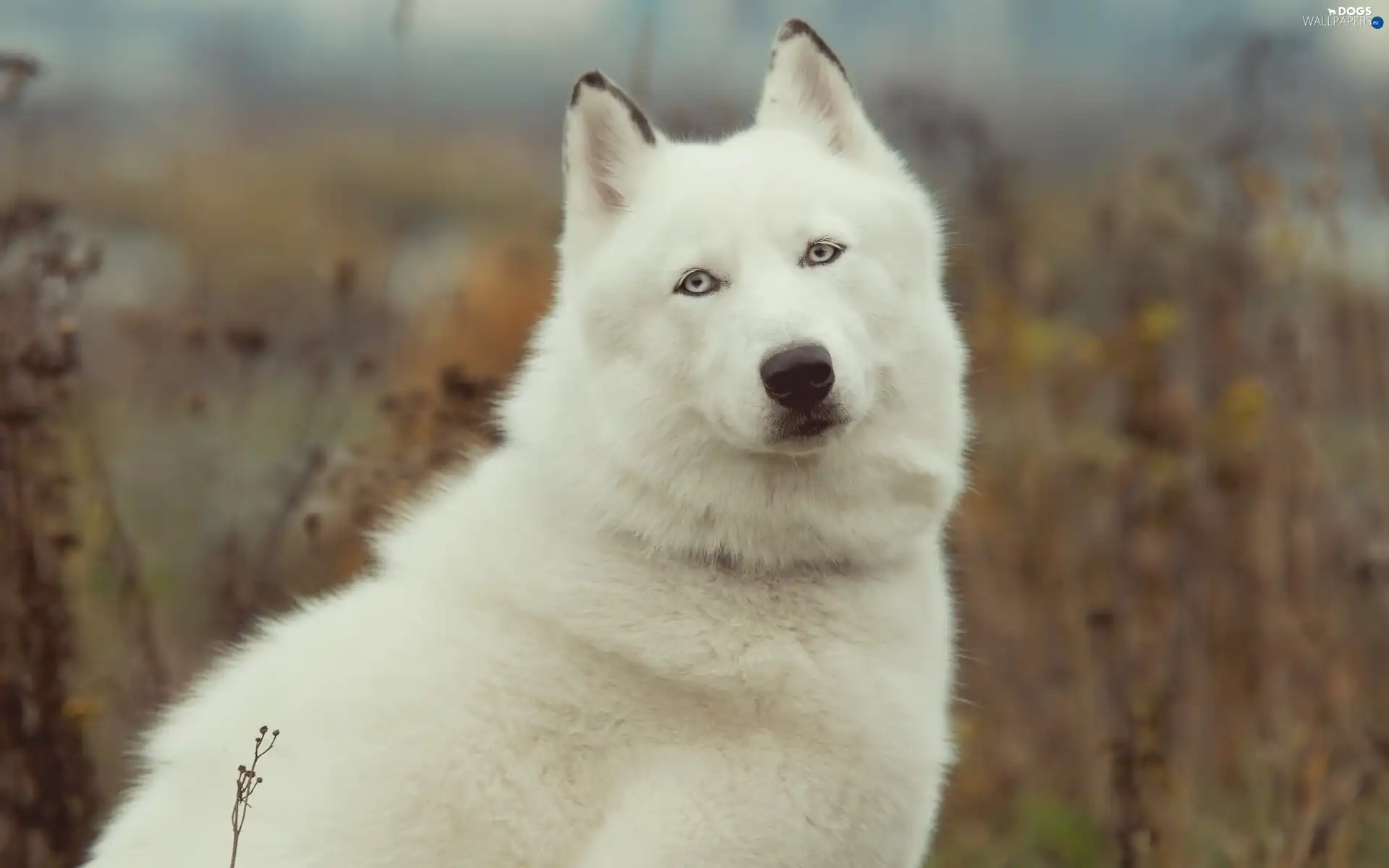 Siberian, Husky, White - Dogs wallpapers: 1600x1200