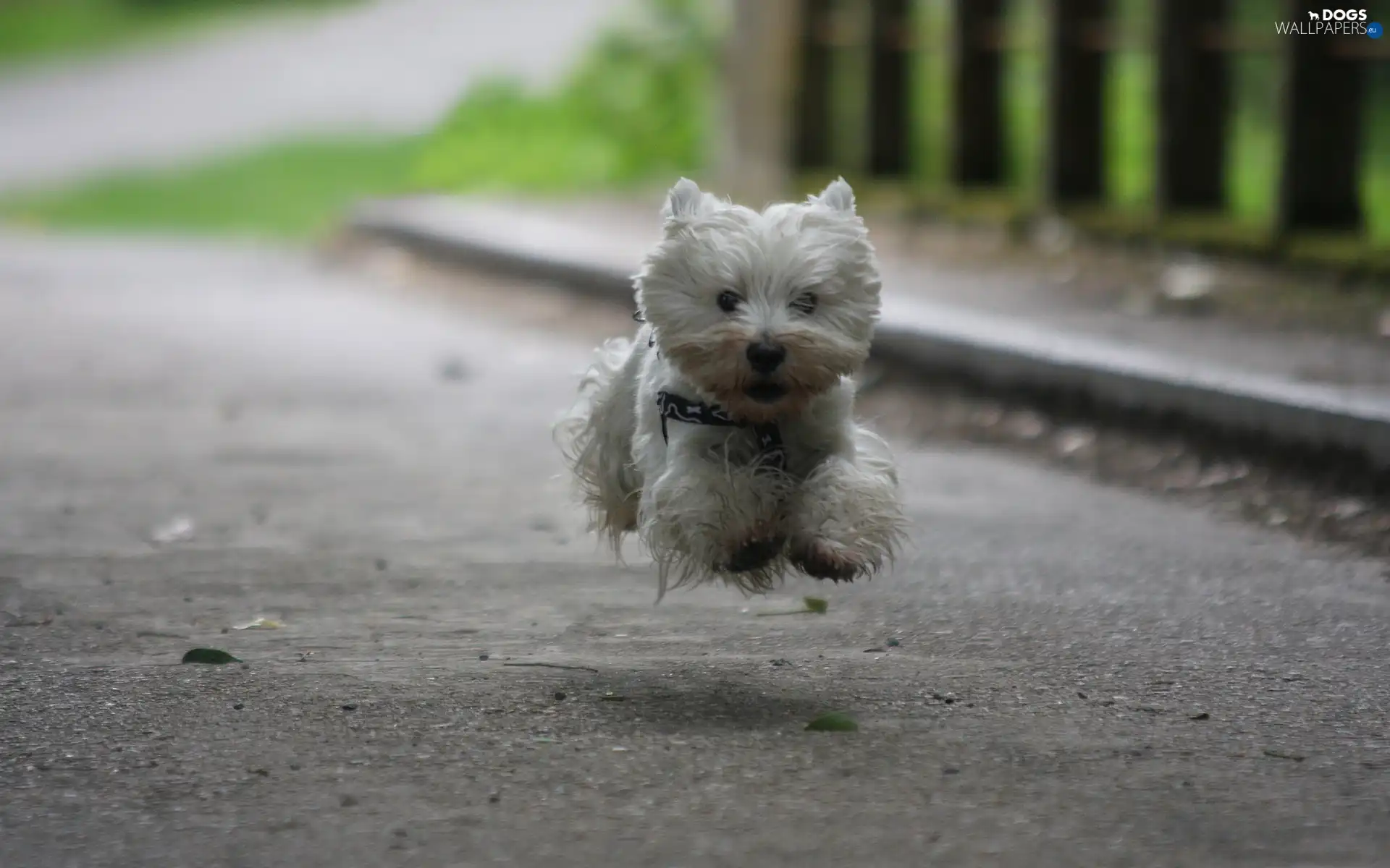 jump, Terrier