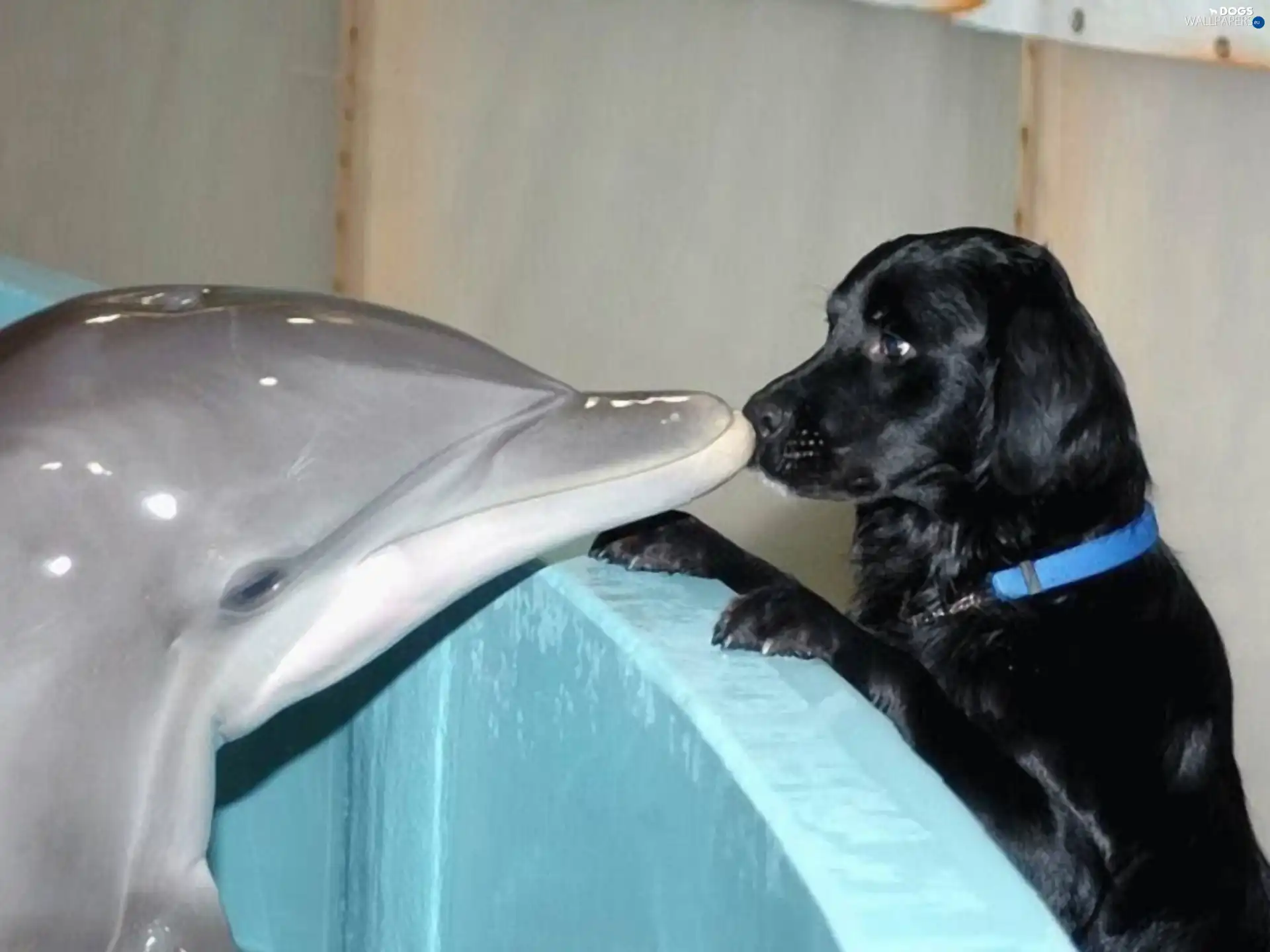 kiss, Pool, dolphin, dog
