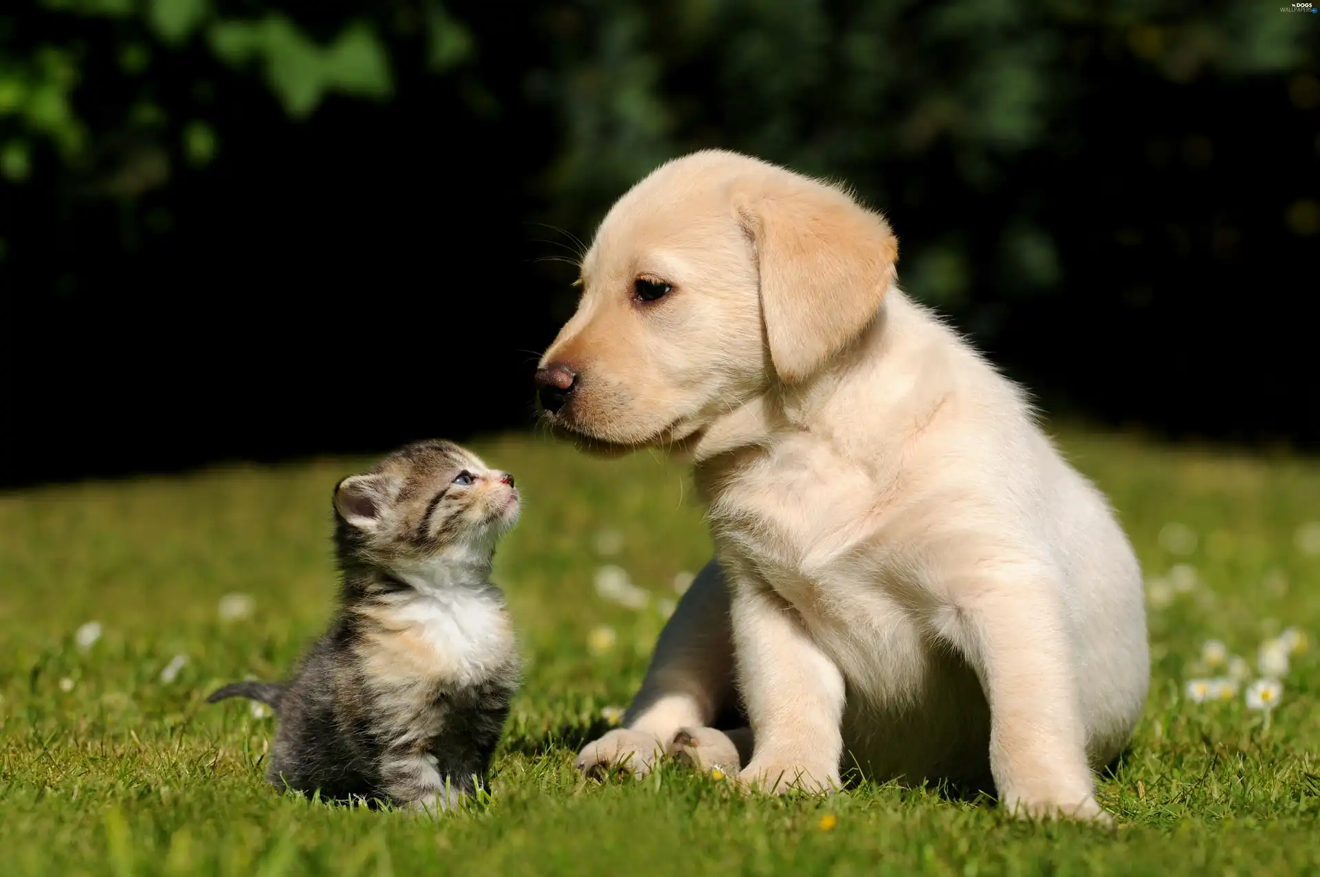 kitten, small, Puppy, friends, Labrador Retriever