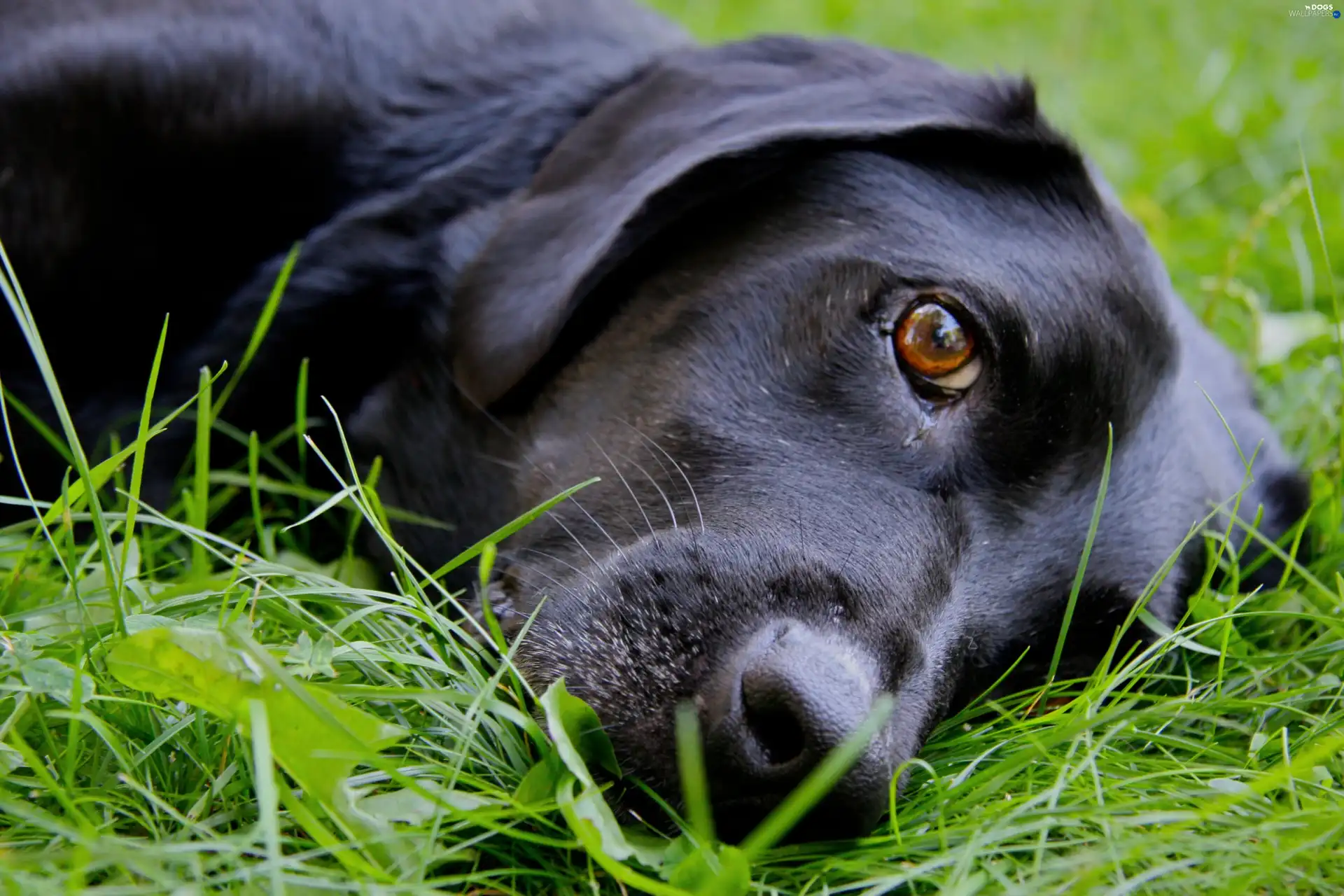 Labrador Retriever, grass, Black, dog