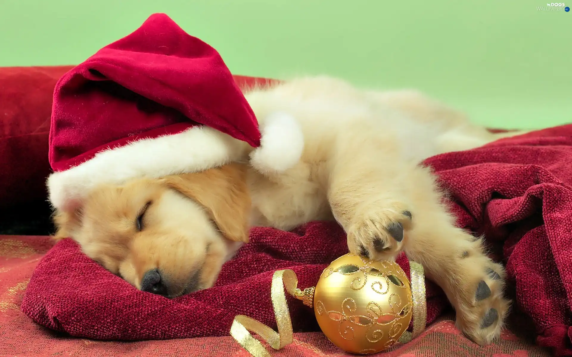 Labrador Retriever, bauble, dog, Santa