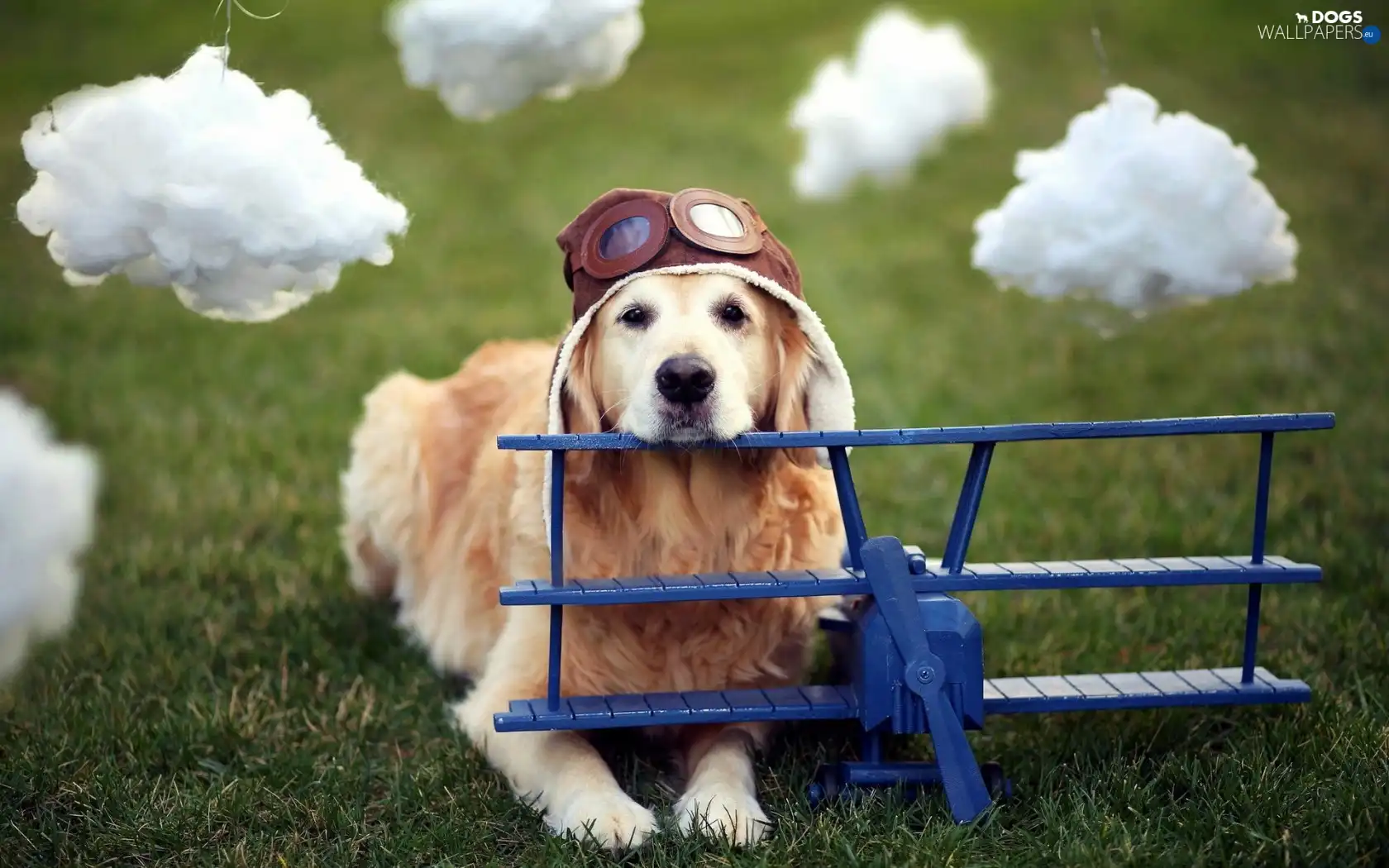 Golden Retriever, clouds, dog, pilot