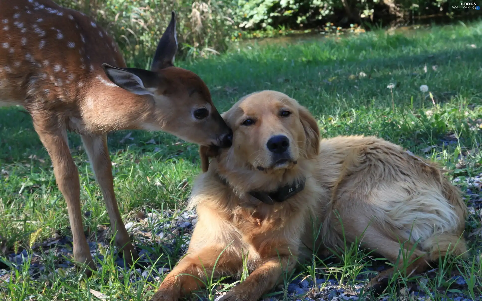 Labrador Retriever, grass, dog, roe