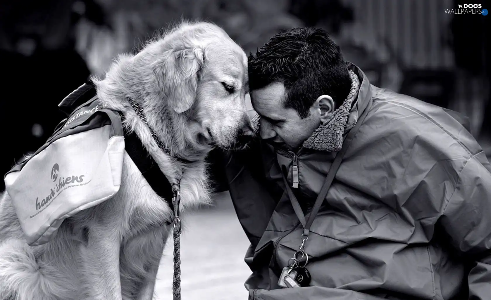 dog, friendship, Human