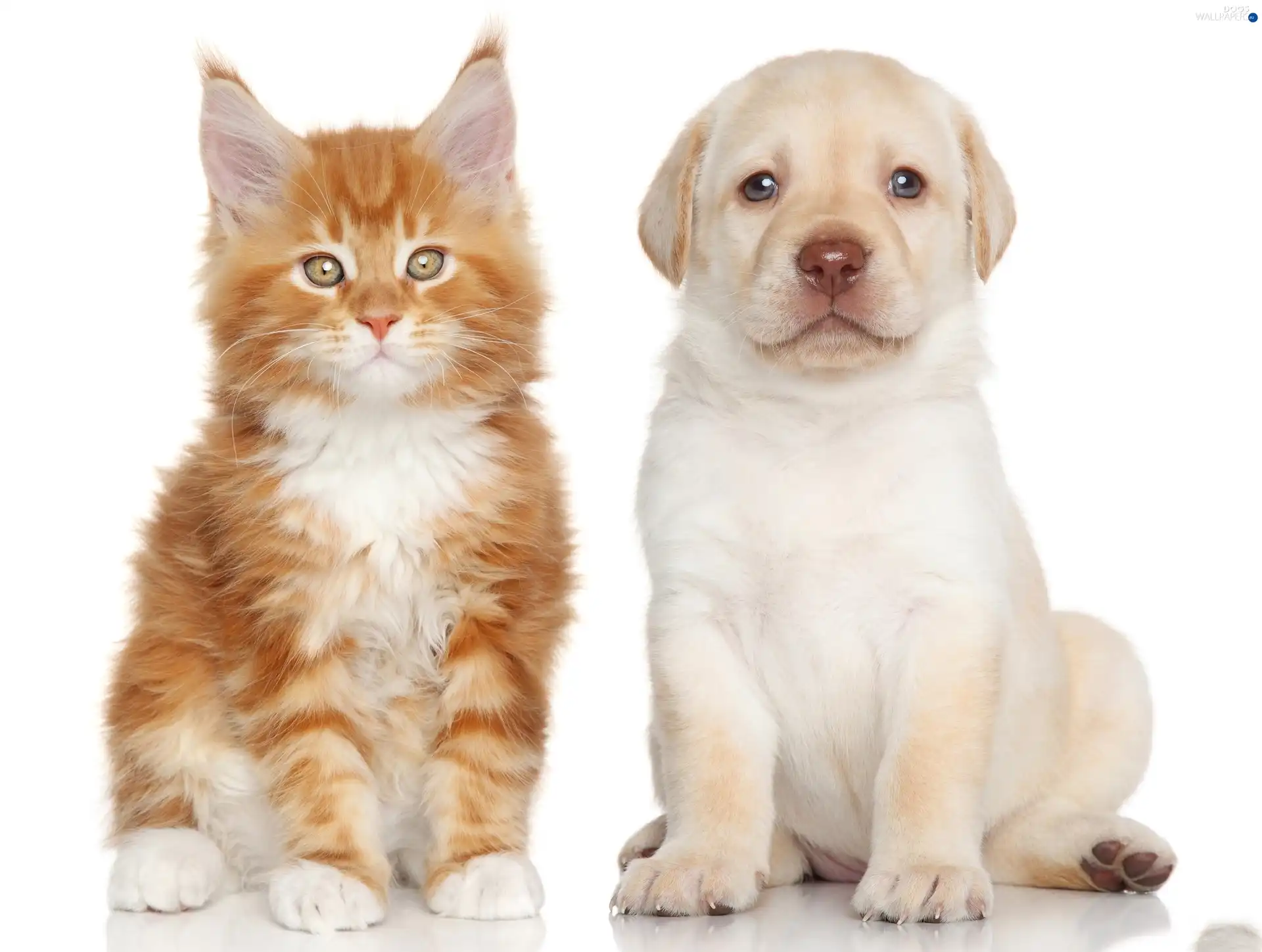 Labrador Retriever, dog, cat, Maine Coon