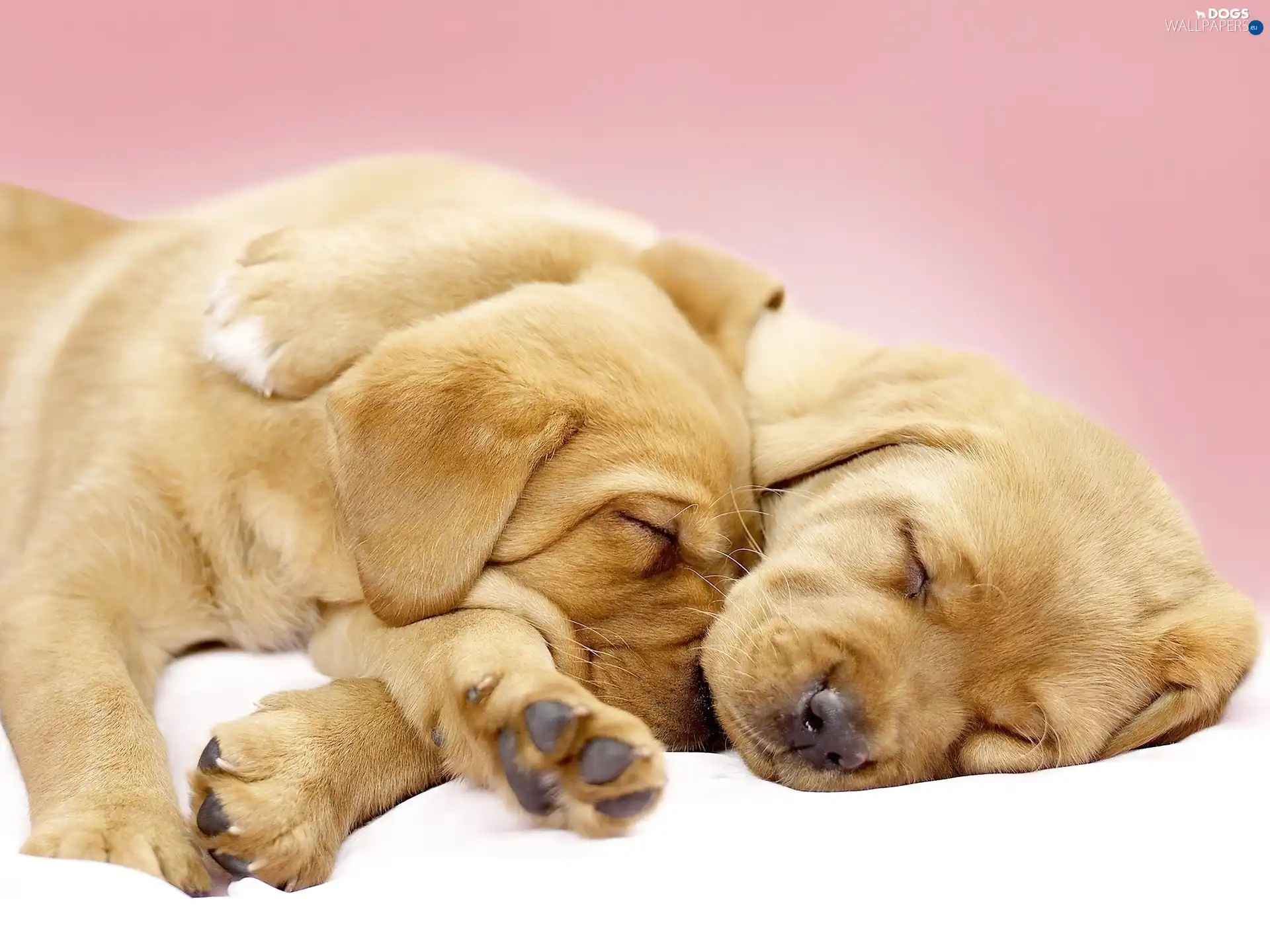 Puppies, Labradors, Sleeping