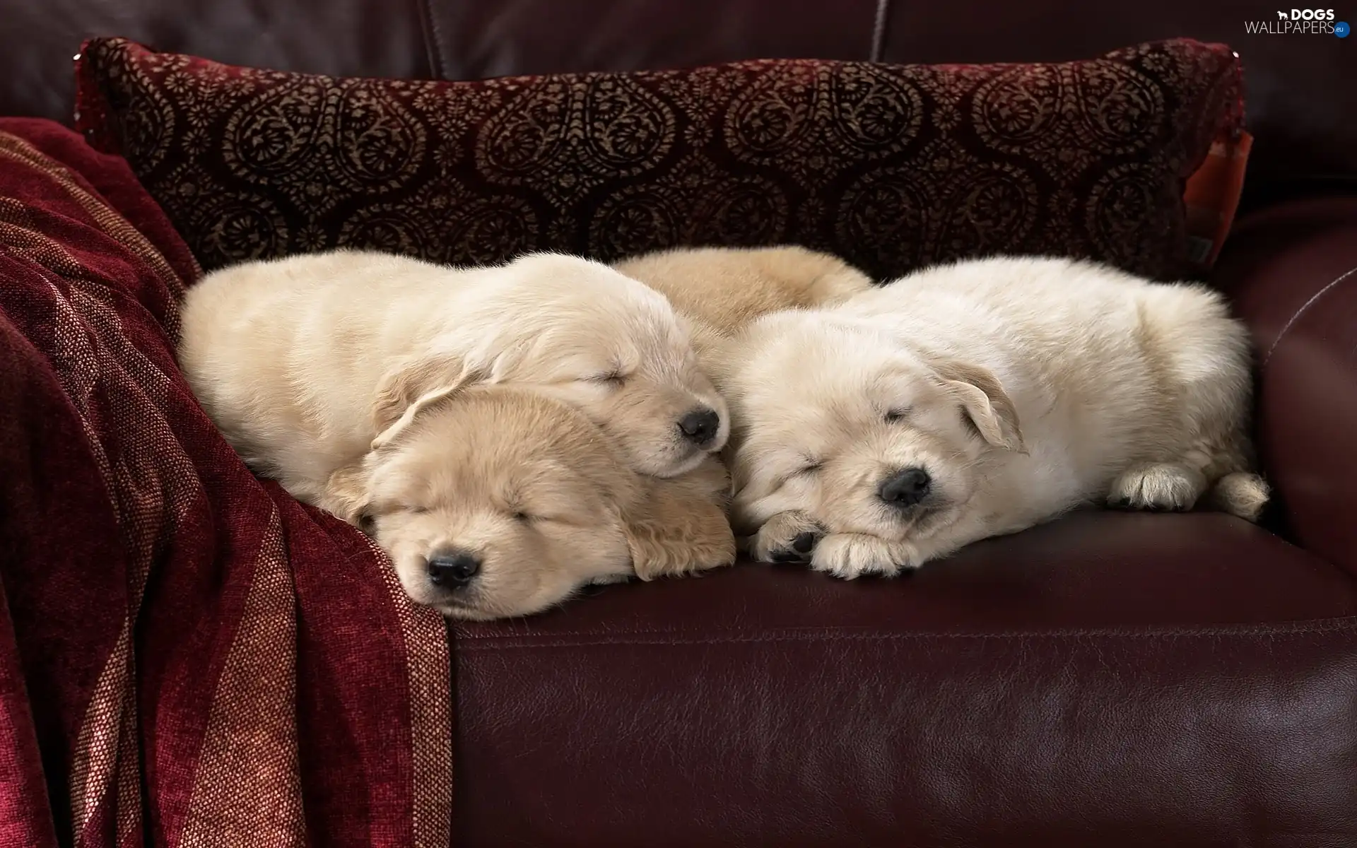 Labradors, Sleeping
