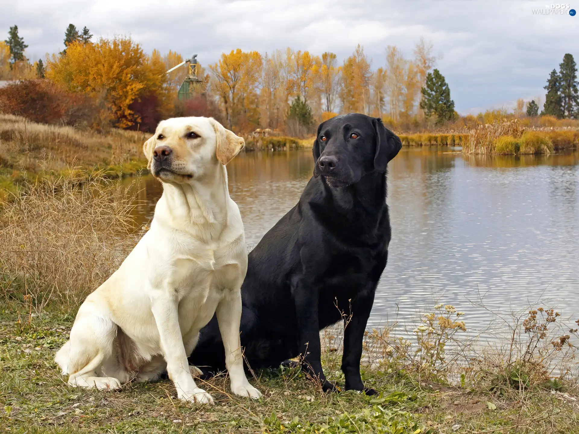 lake, Labradors, Two cars, Dogs