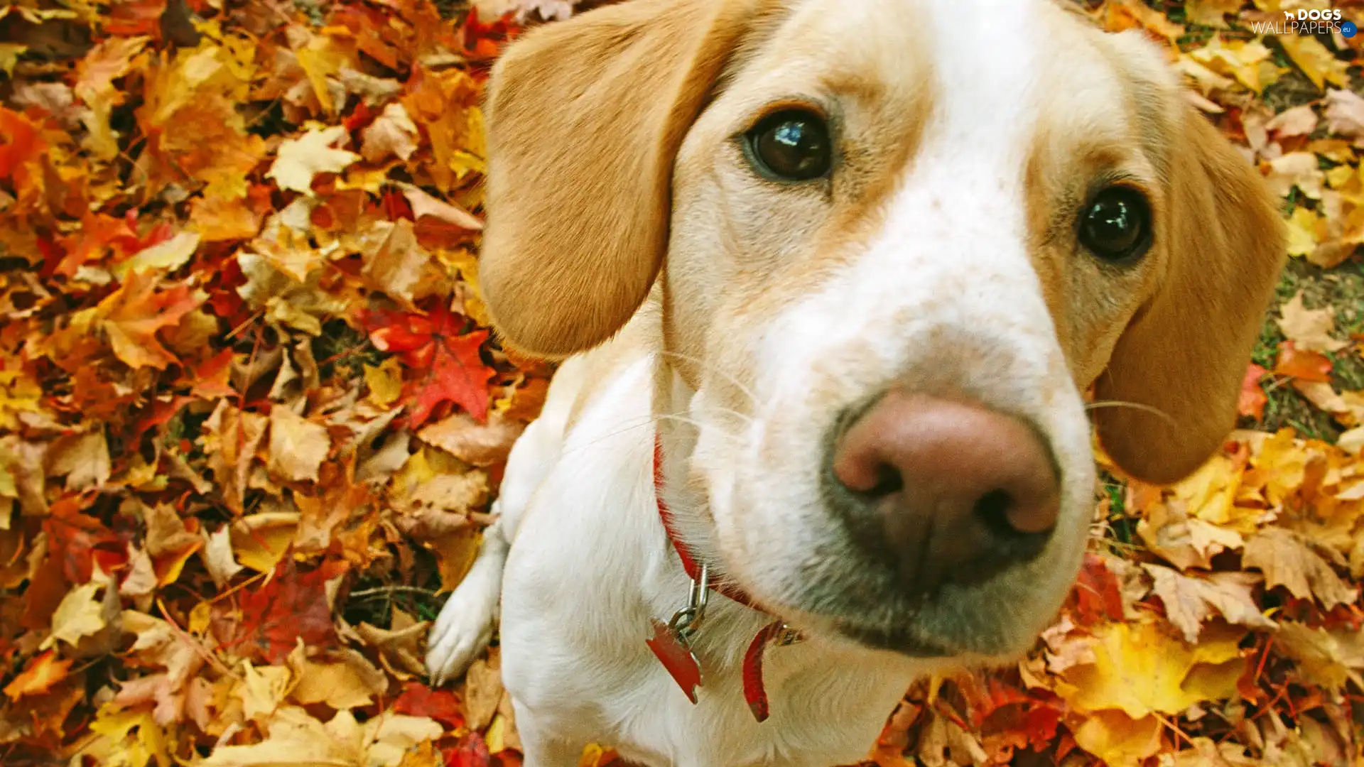 Beagle, Leaf, doggy