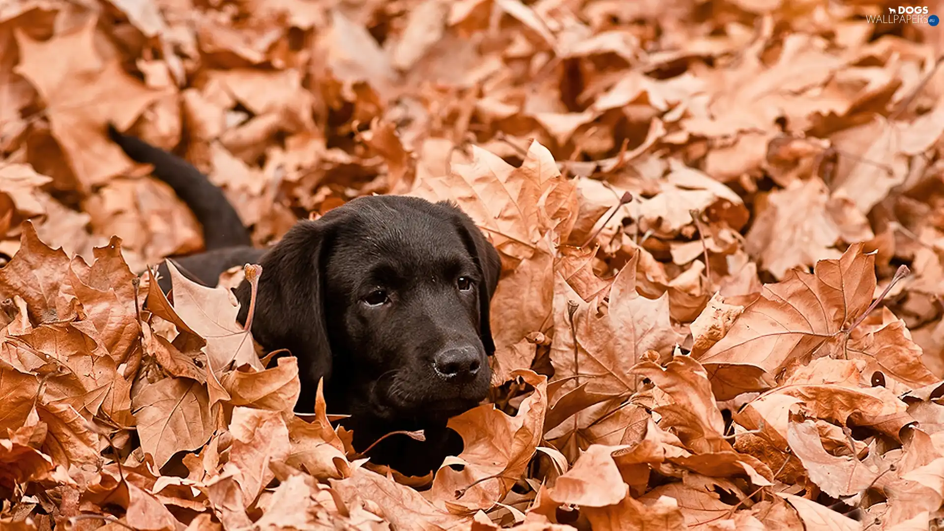 Leaf, Autumn, Black, Labrador