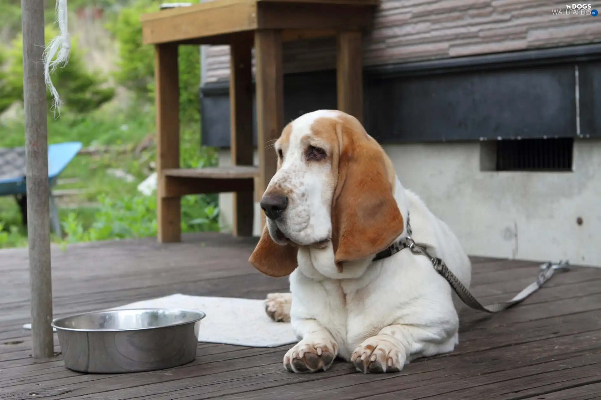 Leash, bowl, dog, terrace