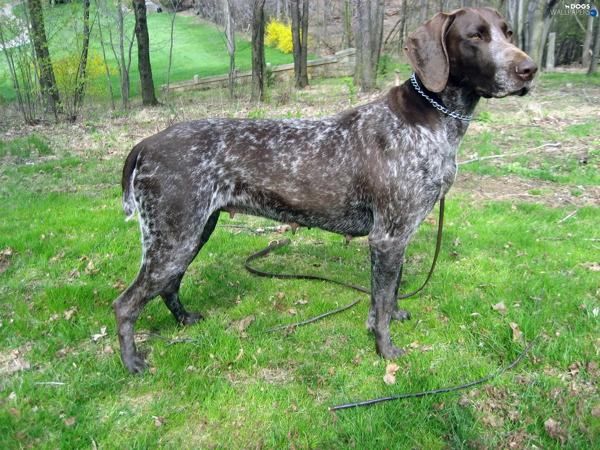 Leash, German Shorthaired Pointer