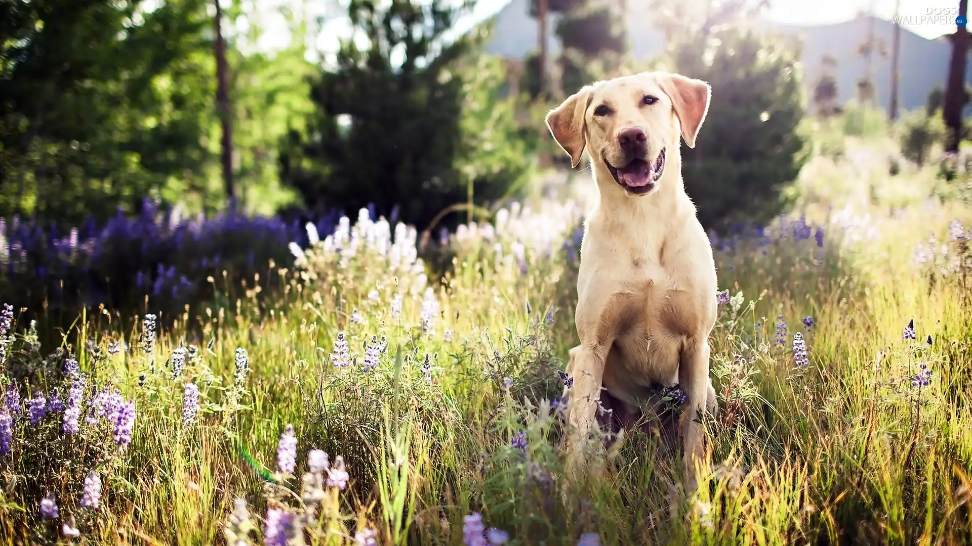 Meadow, Golden Retriever, Smile, dog
