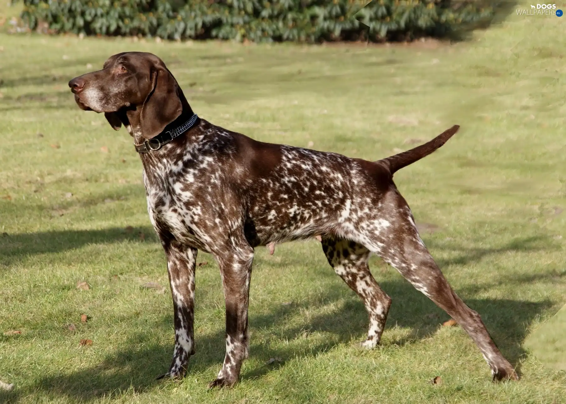 meaning, White, Brown, German Shorthaired Pointer