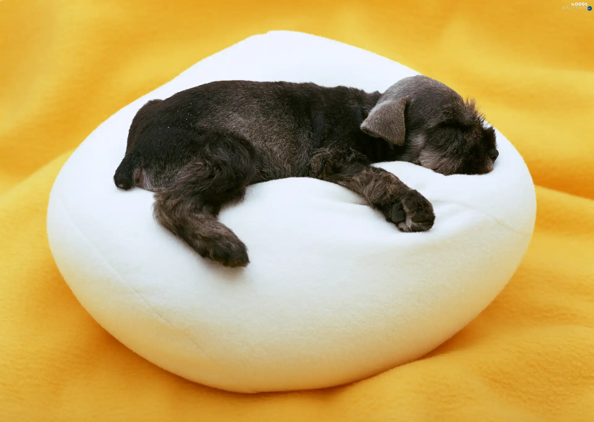 miniature Schnauzer, Pillow, sleepy, dog