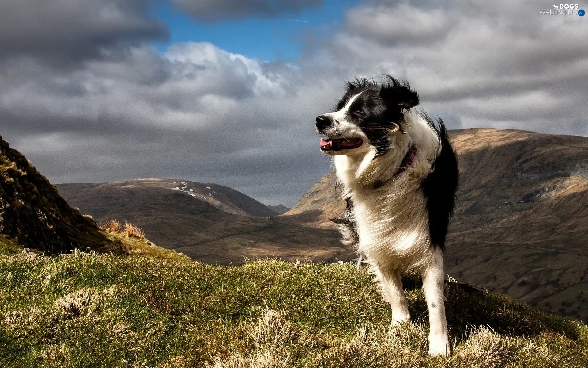 pastoral, Mountains, dog