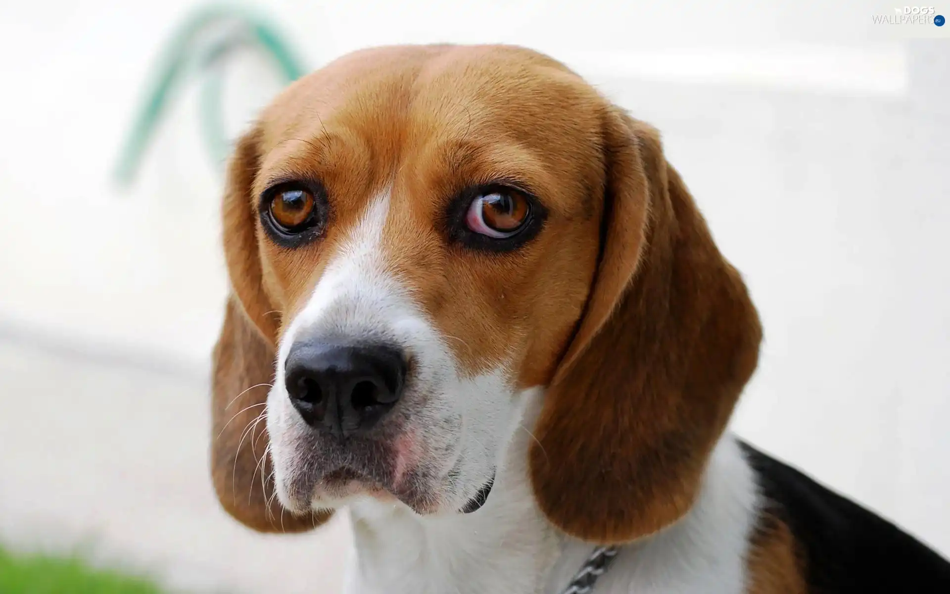sad, muzzle, Beagle