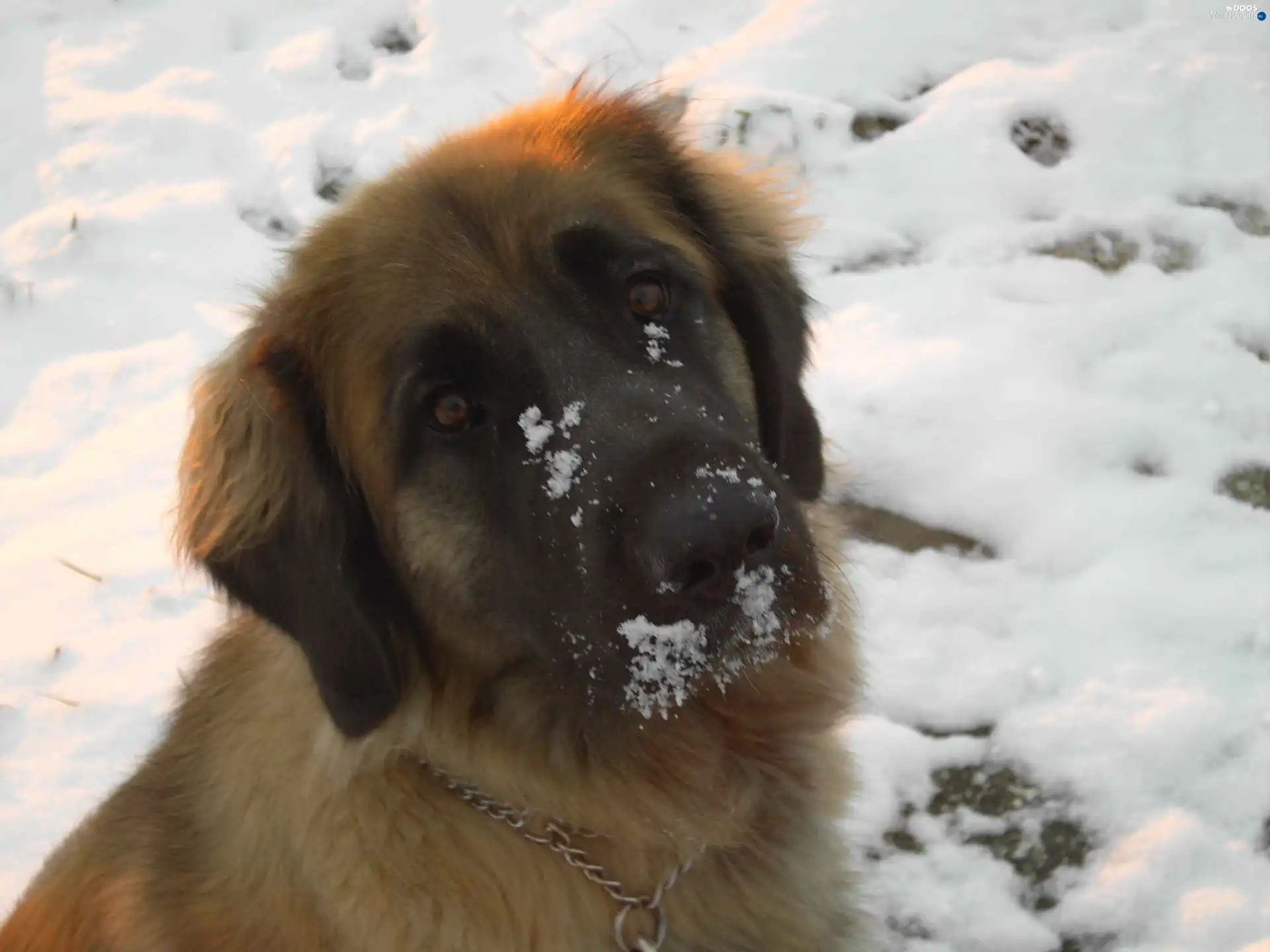 muzzle, Leonbergera, A snow-covered