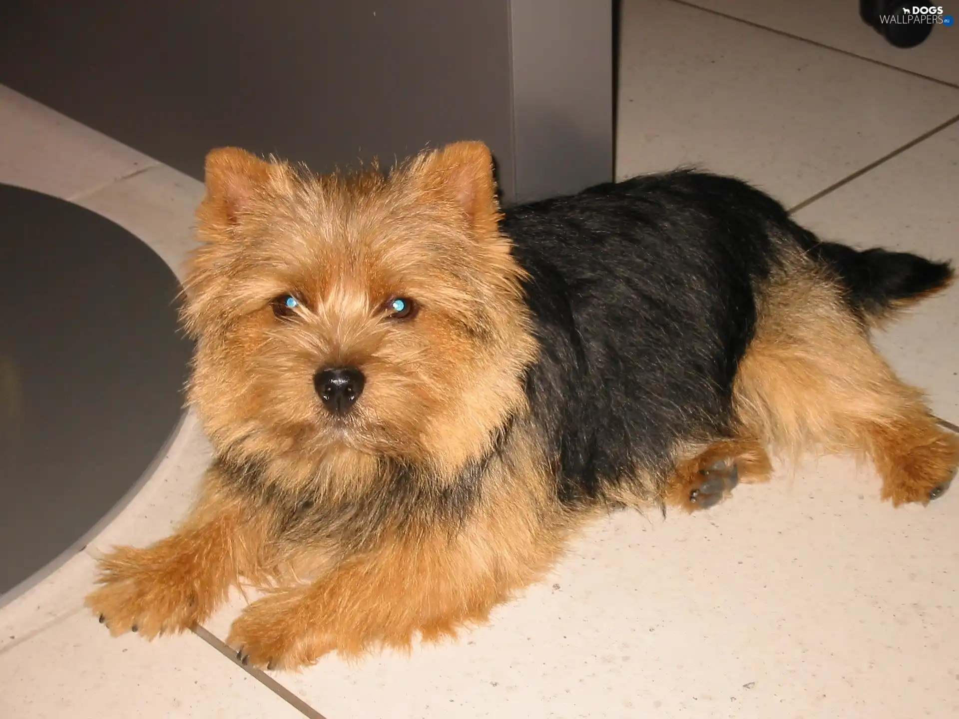 Norwich terrier, black and red