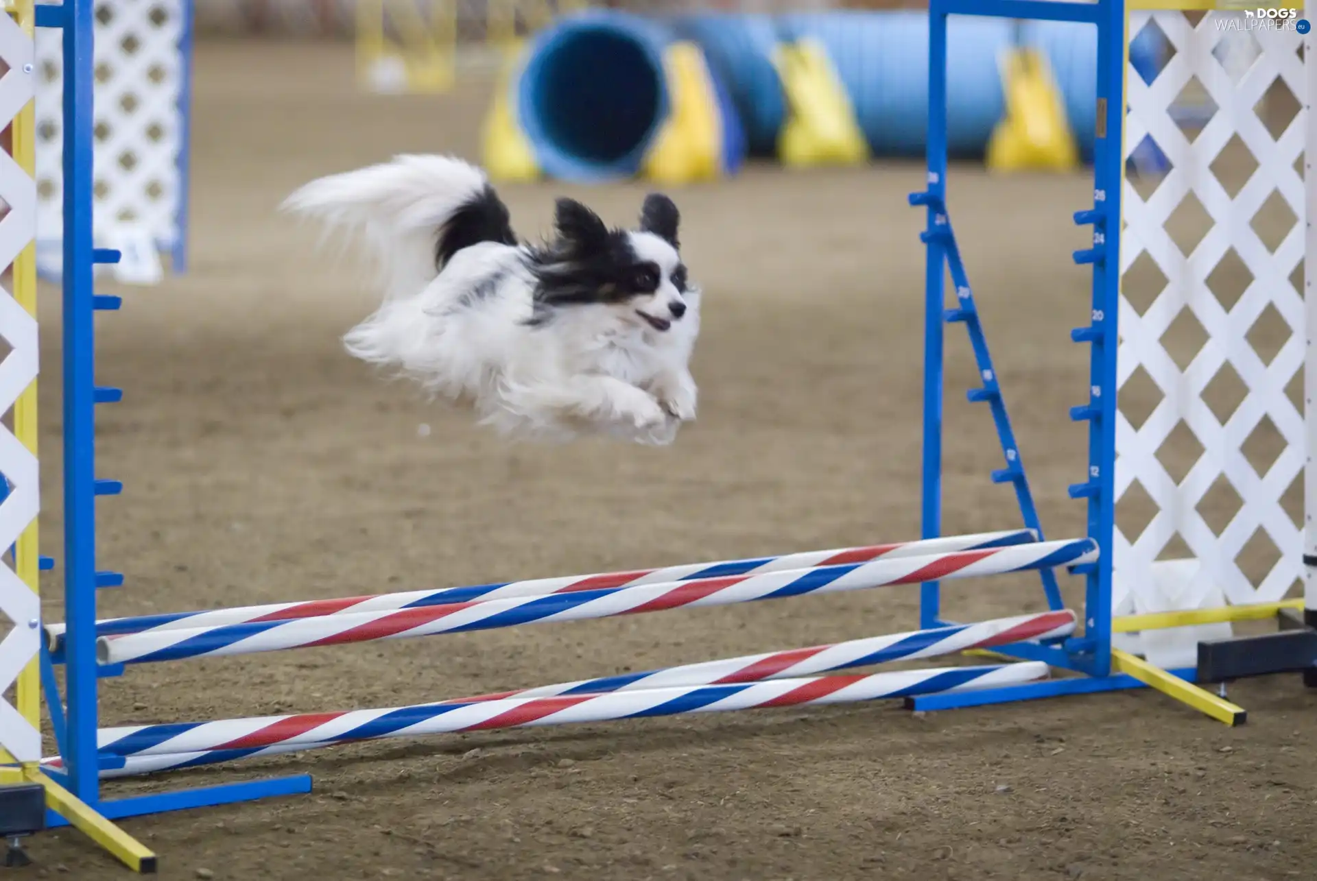 obstacle, Miniature Continental Toy Spaniel Papillon