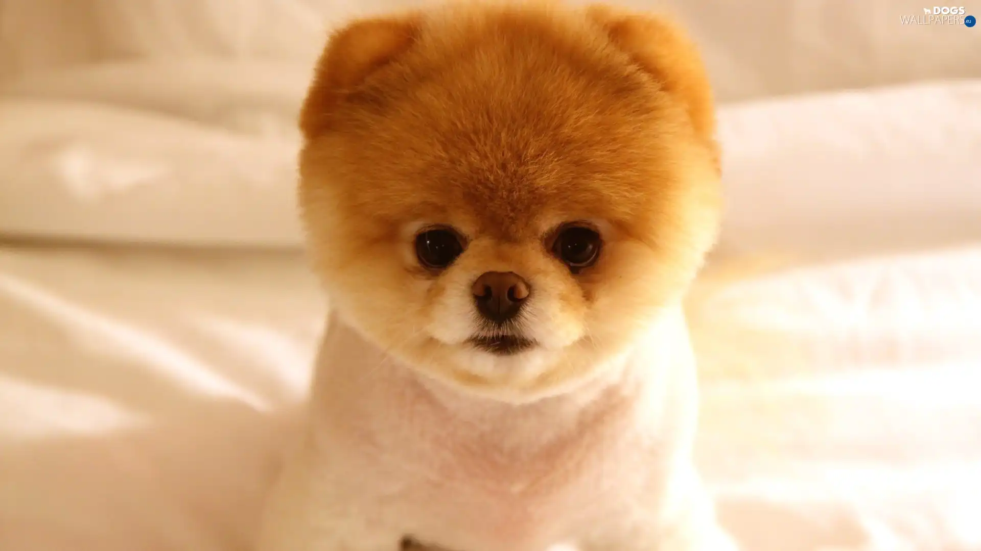 doggy, Pomeranian, small