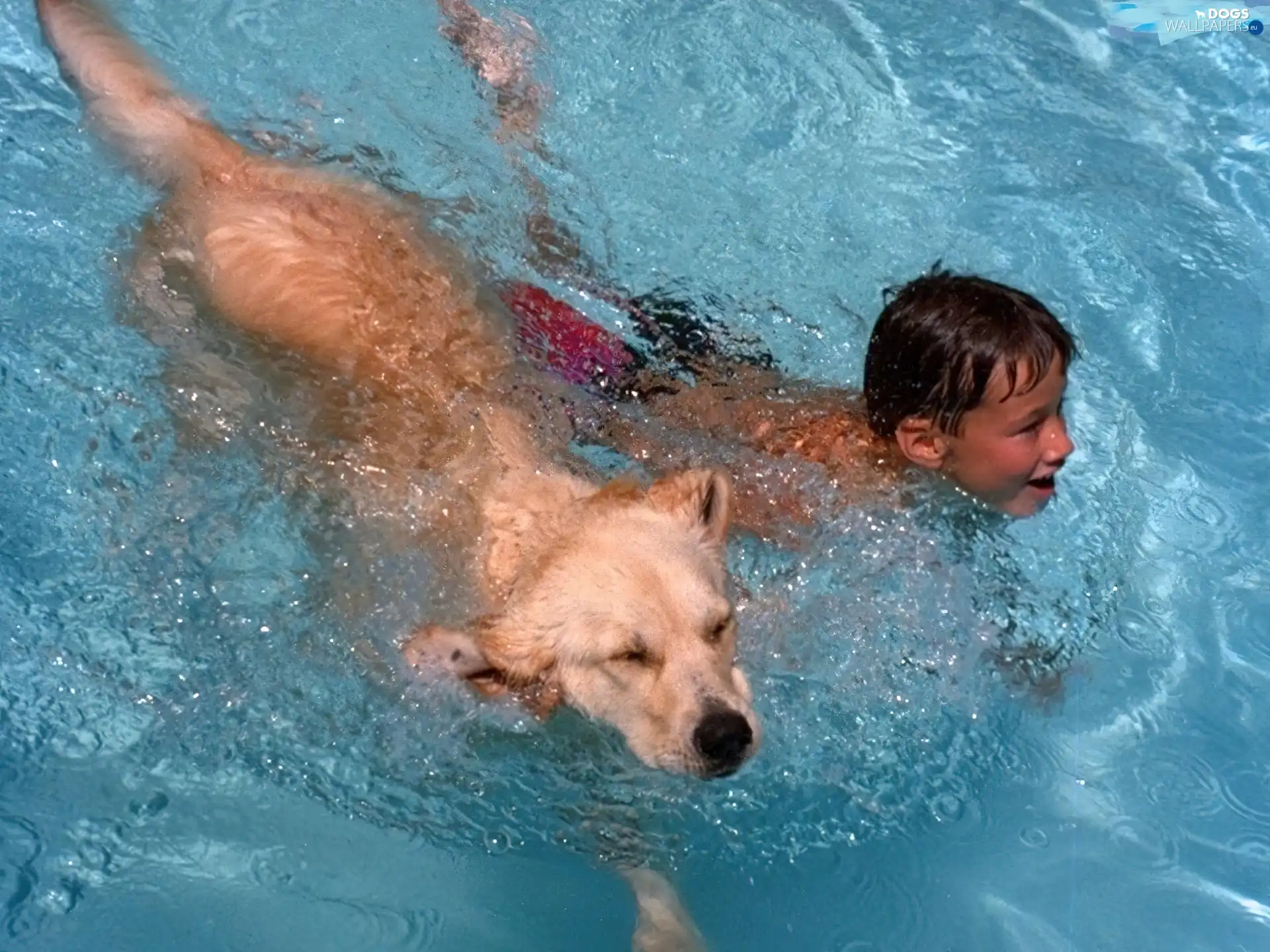 Kid, Pool, dog