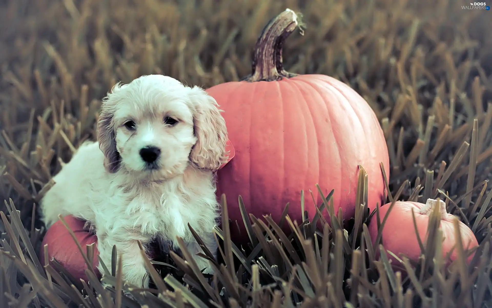 doggy, pumpkin, White