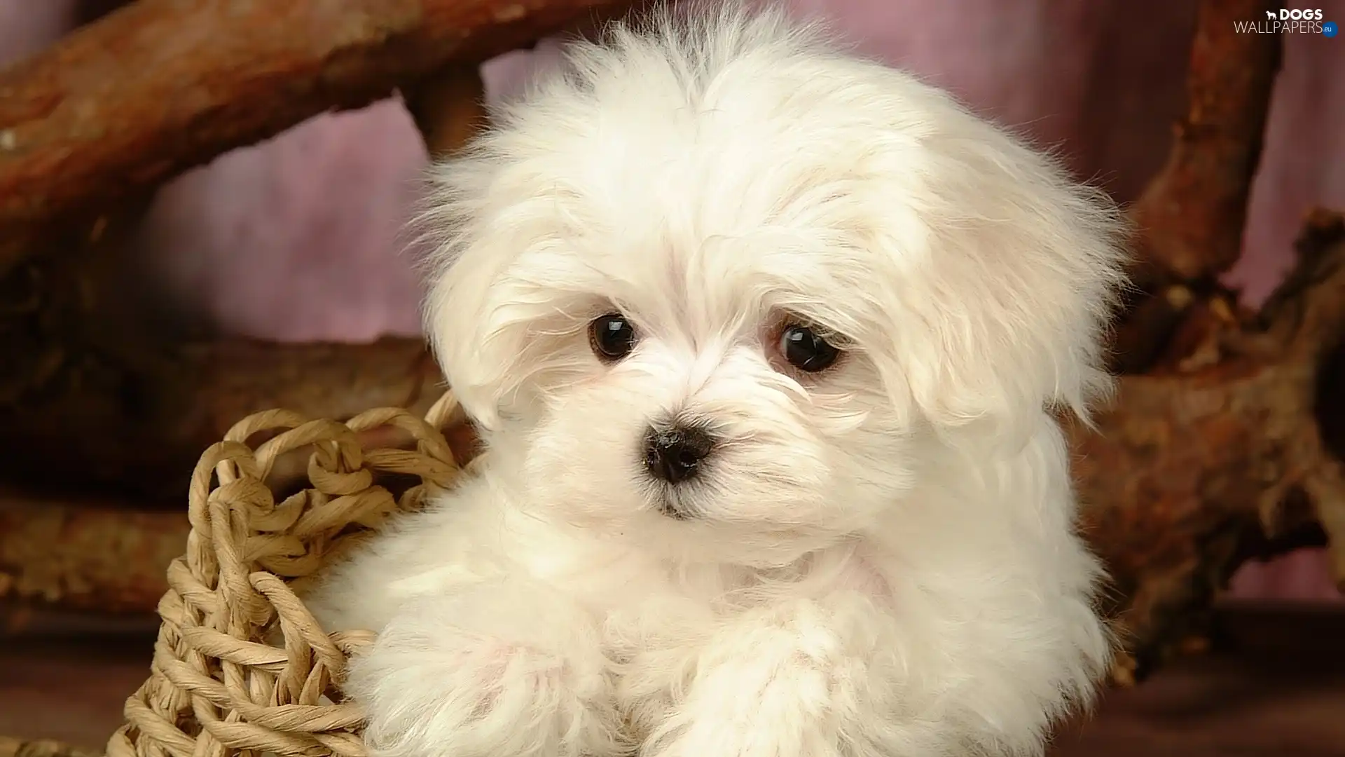Maltese, puppie, small, White