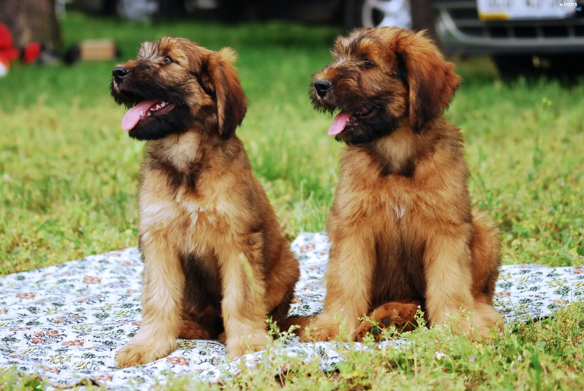 puppies, Shepherd French Briard