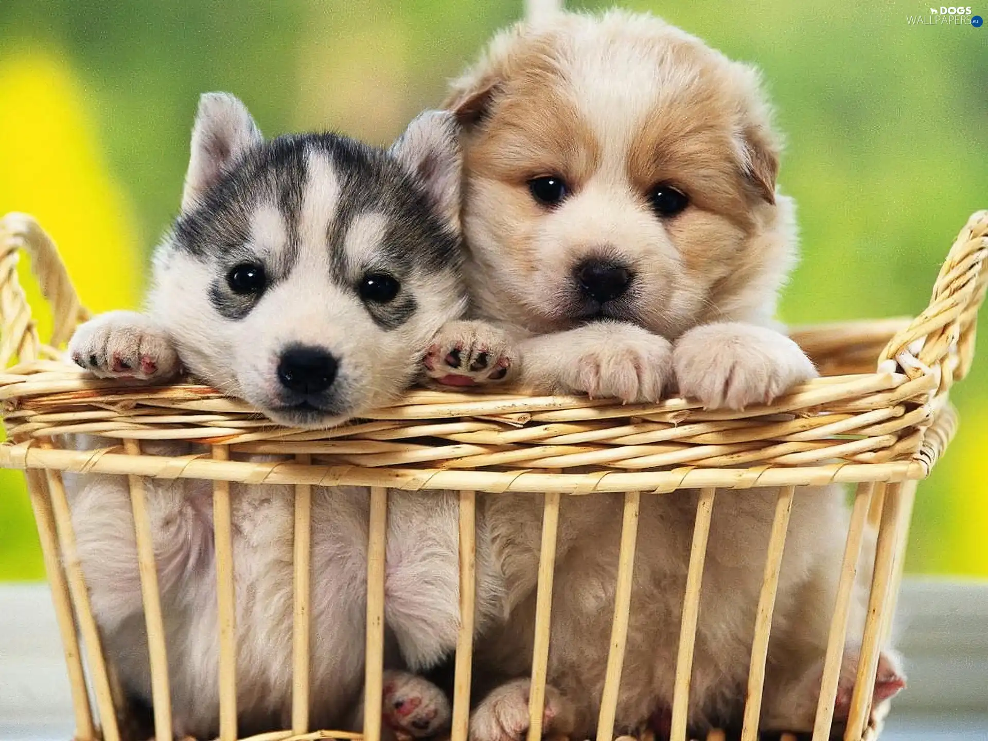 Siberian Husky, basket, Two cars, Puppies