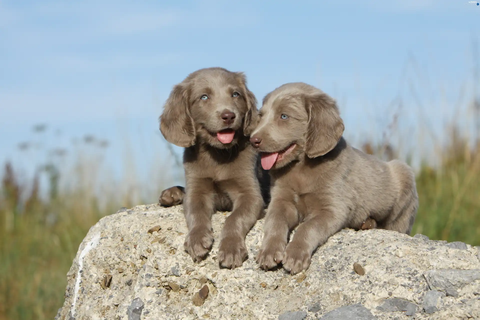 puppies, Stone, Two cars