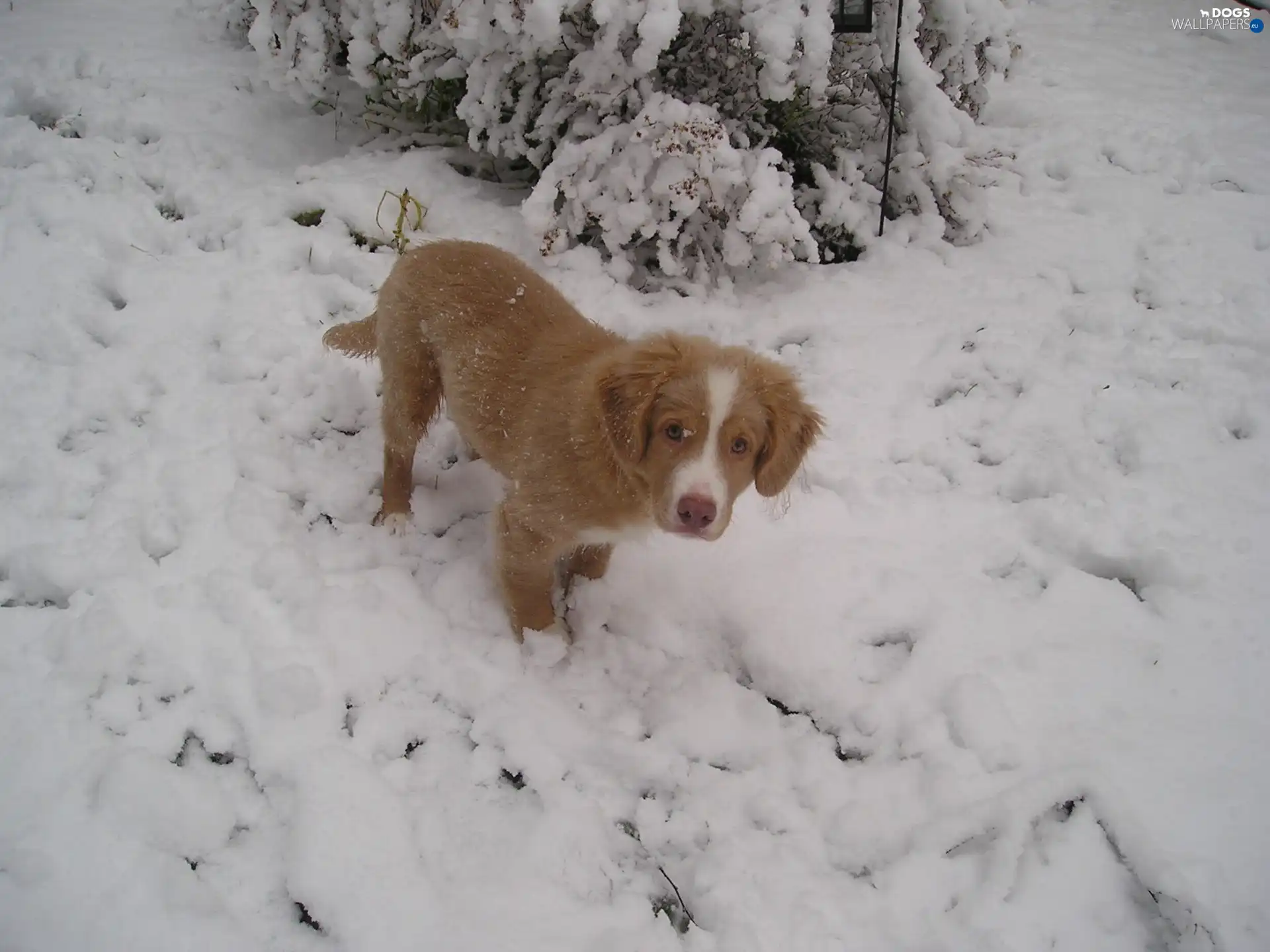 Puppy, snow, Retriever Nova Scotia