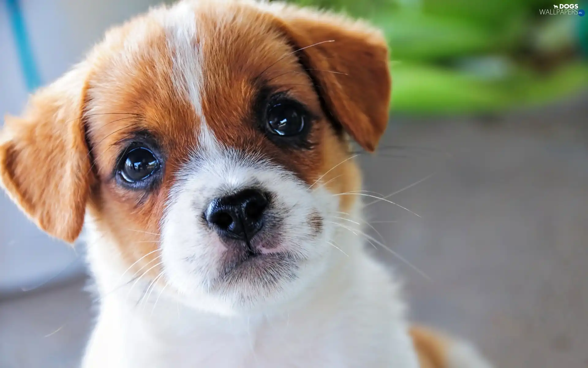 Puppy, Jack Russell Terrier, dog