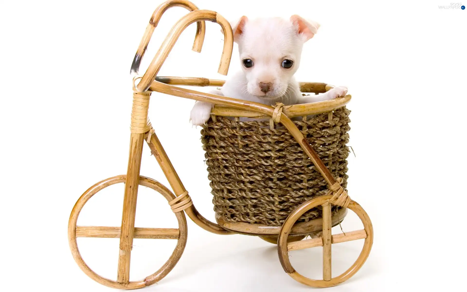Puppy, White, wooden, Bicycle