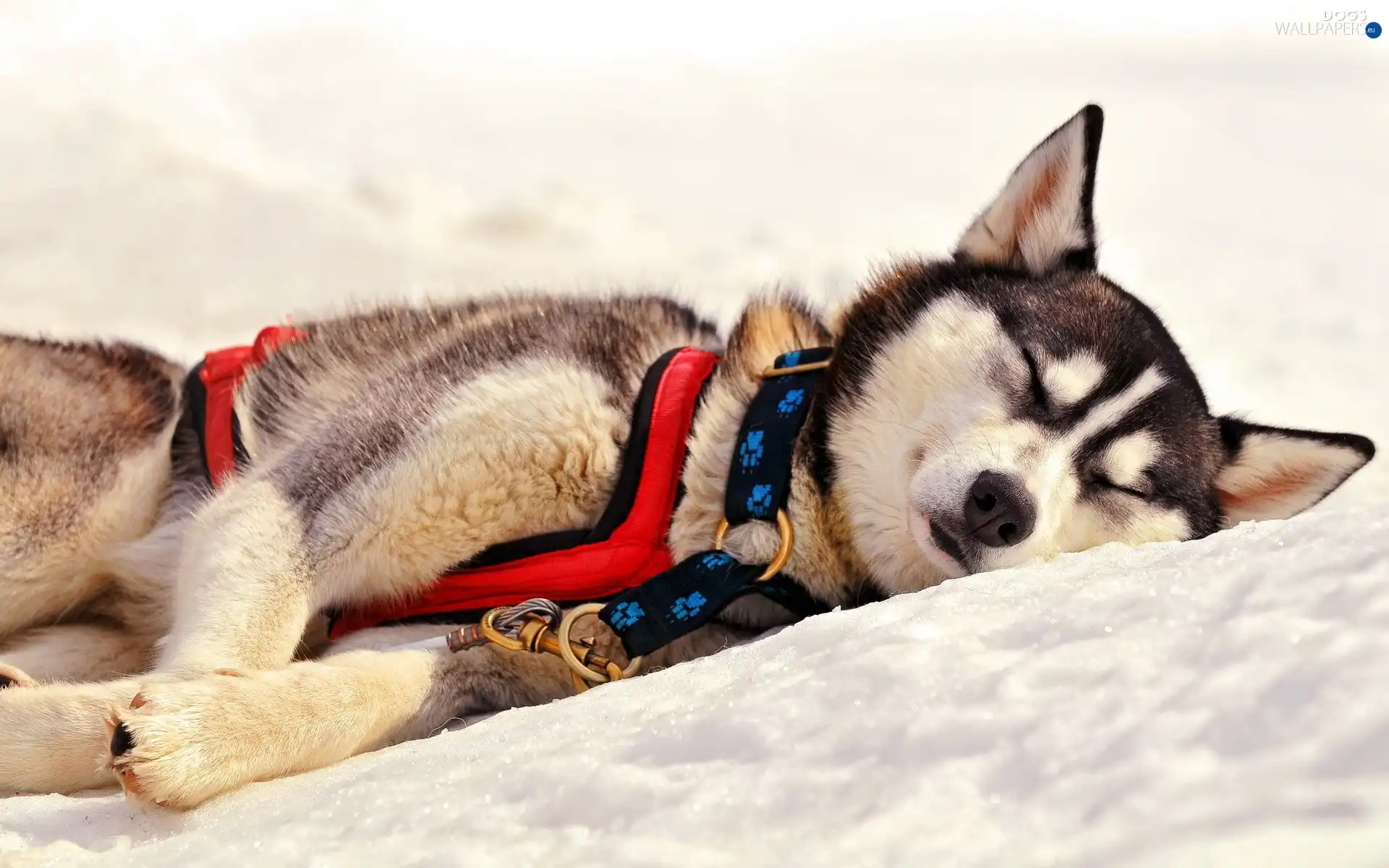 snow, resting, Husky