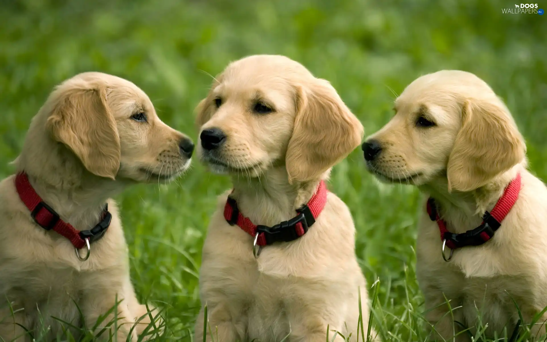 Golden Retriever, puppies