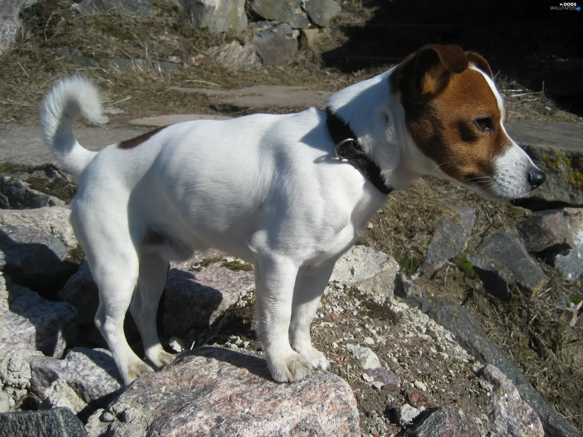 rocks, Jack Russell Terrier
