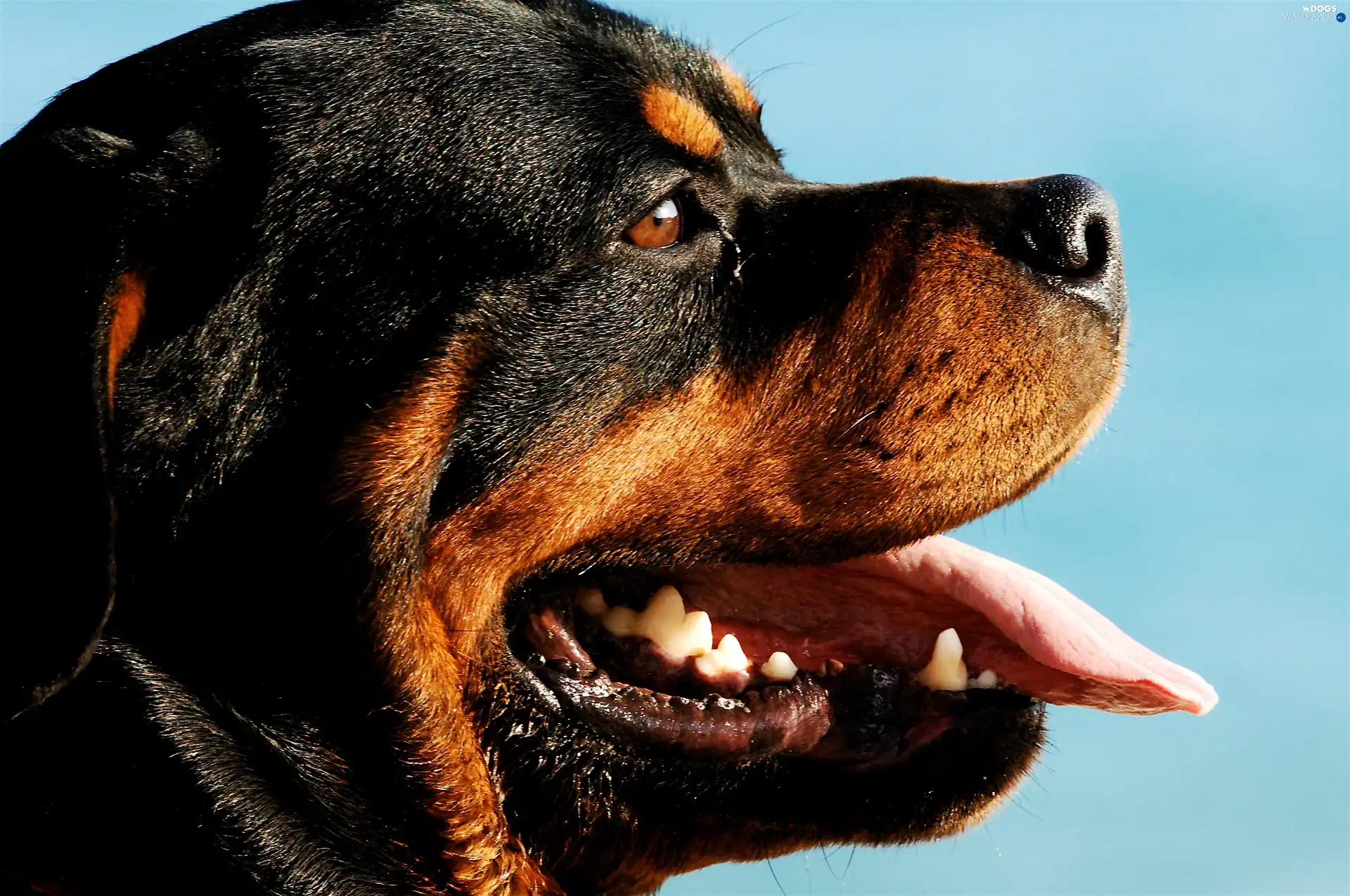 Rottweiler, mouth