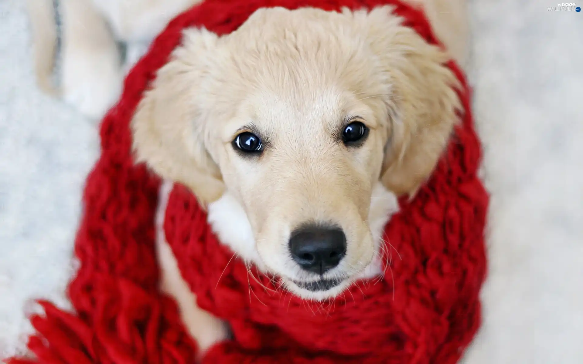 Red, Scarf, dog