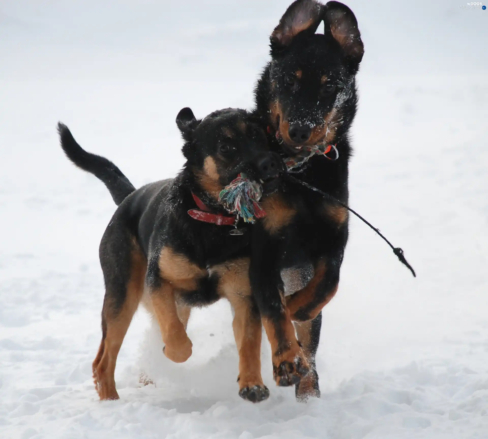 Shepherd French Beauceron, Two cars
