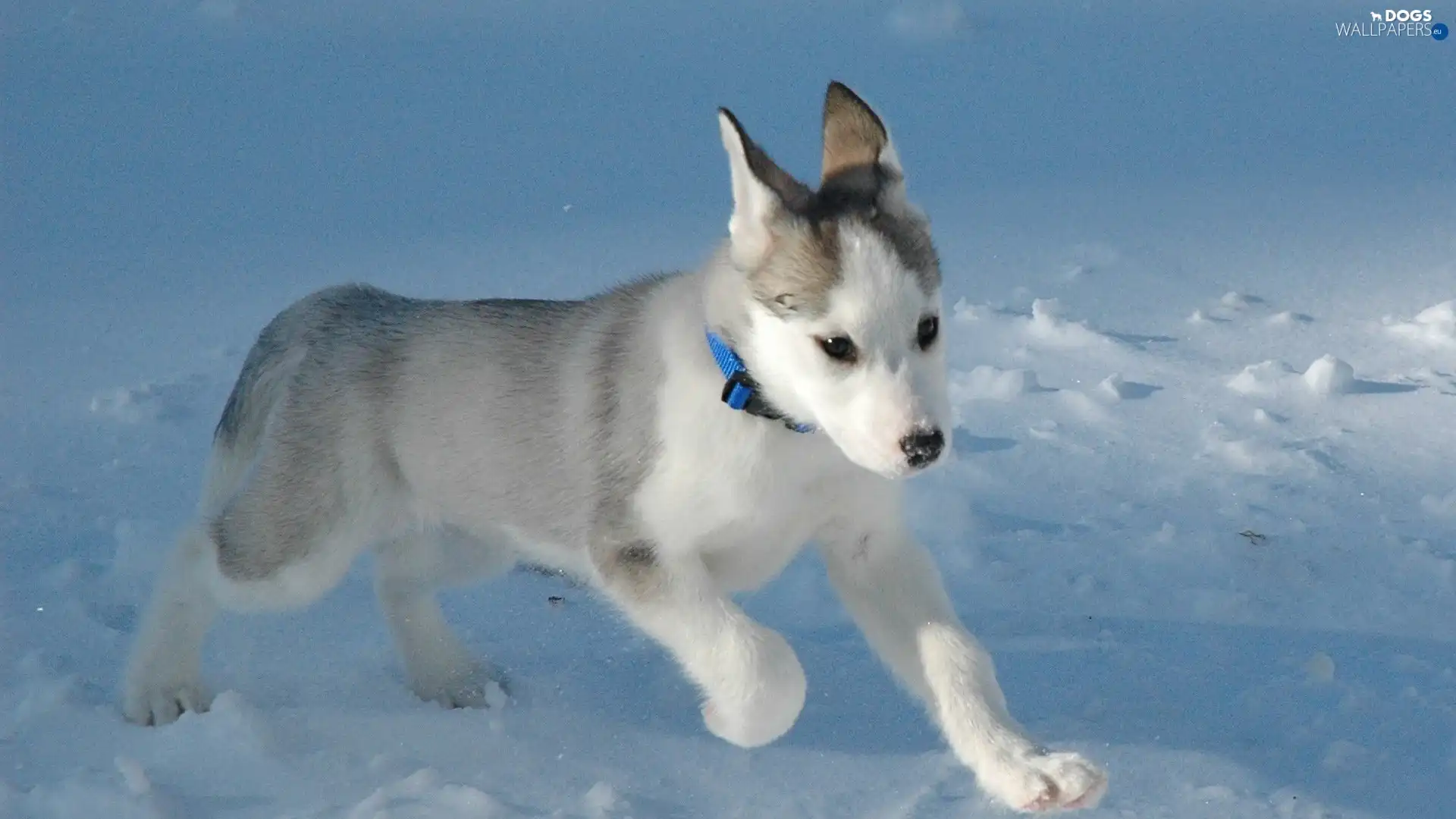 Siberian Husky, snow, doggy, Puppy